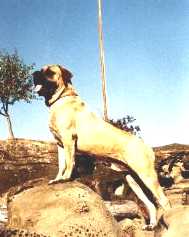 Mastiff Picture (Ch.West Coast Skipper .TT)