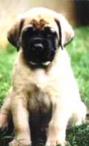Mastiff Puppy